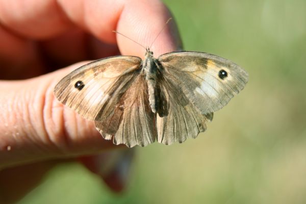 Mravín, 6.9.2008
Okáč luční - náš doposud hojnější motýl.
Klíčová slova: Mravín Okáč luční