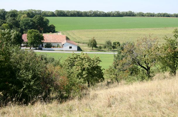 Mravín, 6.9.2008
Starý sad se stepí na severovýchodním okraji obce Mravín. Pohled na stavení u silnice na Vinary.
Klíčová slova: Mravín třešňovka step