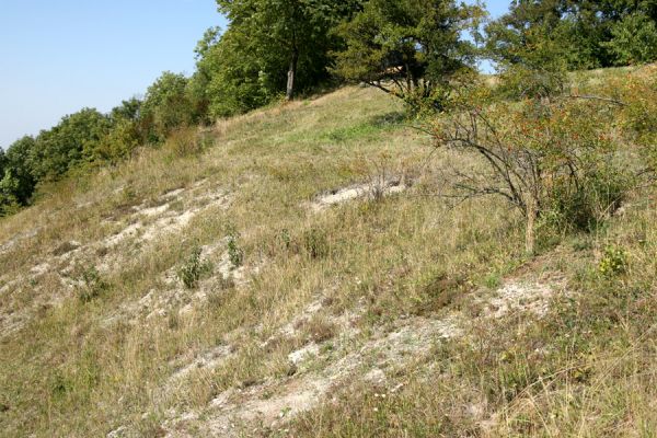 Mravín, 6.9.2008
Step v obci Mravín. Jihozápadní svahy - bílé stráně.
Klíčová slova: Mravín step Quasimus minutissimus