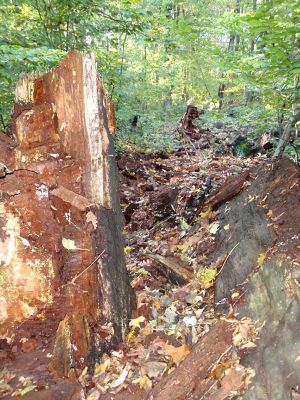 Mstišov, 10.10.2011
Dvojhradí. Padlý dub osídlený páchníkem hnědým a kovaříky Elater ferrugineus byl odvezen, zbyl jen pahýl a na zemi trochu trouchnivého dřeva.
Klíčová slova: Krušné hory Mstišov Dvojhradí páchník Osmoderma Elater ferrugineus