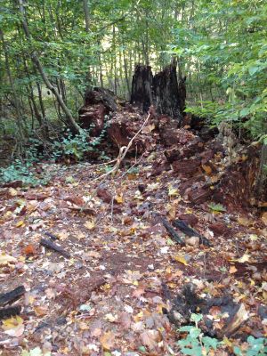 Mstišov, 10.10.2011
Dvojhradí. Padlý dub osídlený páchníkem hnědým a kovaříky Elater ferrugineus byl odvezen, zbyl jen pahýl a na zemi trochu trouchnivého dřeva.
Keywords: Krušné hory Mstišov Dvojhradí páchník Osmoderma Elater ferrugineus