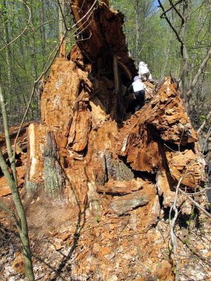 Mstišov, jaro 2010
Dvojhradí. Padlý dub osídlený páchníkem hnědým a kovaříky Elater ferrugineus. A dětmi kolegy Petra Brůhy.
Klíčová slova: Krušné hory Mstišov Dvojhradí páchník Osmoderma Elater ferrugineus Brůha