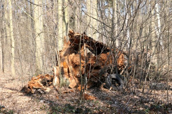 Mstišov, 7.4.2010
Dvojhradí. Padlý dub osídlený páchníkem hnědým a kovaříky Elater ferrugineus.
Klíčová slova: Krušné hory Mstišov Dvojhradí páchník Osmoderma Elater ferrugineus