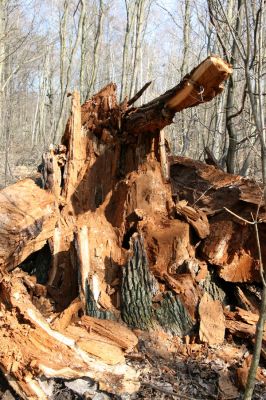 Mstišov, 7.4.2010
Dvojhradí. Padlý dub osídlený páchníkem hnědým a kovaříky Elater ferrugineus.
Klíčová slova: Krušné hory Mstišov Dvojhradí páchník Osmoderma Elater ferrugineus