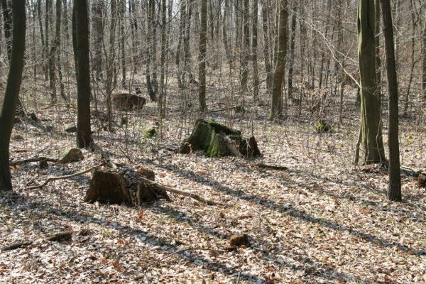 Mstišov, 7.4.2010
Dvojhradí. Mladý listnatatý les se starými dubovými pařezy. 
Klíčová slova: Krušné hory Mstišov Dvojhradí