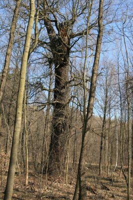Mstišov, 7.4.2010
Dvojhradí. Pamětník slavnějších dob.
Klíčová slova: Krušné hory Mstišov Dvojhradí