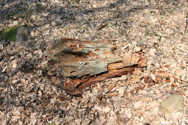 Mstišov, 7.4.2010
Dvojhradí. Trouchnivějící zbytek kmene dubu osídlený roháčky Aesalus scarabaeoides a kovaříky Ampedus praeustus. 
Klíčová slova: Krušné hory Mstišov Dvojhradí Aesalus scarabaeoides Ampedus praeustus