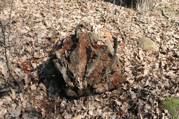 Mstišov, 7.4.2010
Dvojhradí. Trouchnivějící zbytek kmene dubu osídlený roháčky Aesalus scarabaeoides a kovaříky Ampedus praeustus. 
Schlüsselwörter: Krušné hory Mstišov Dvojhradí Aesalus scarabaeoides Ampedus praeustus