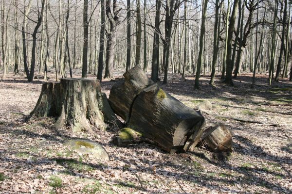 Mstišov, 7.4.2010
Mstišovská obora. Torzo rozřezaného dubu.
Klíčová slova: Krušné hory Mstišov Mstišovská obora