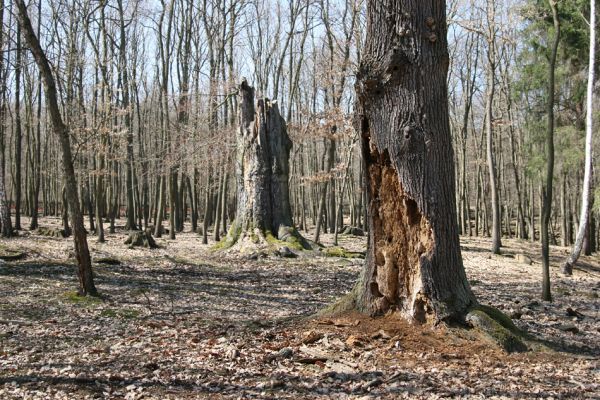 Mstišov, 7.4.2010
Mstišovská obora.
Klíčová slova: Krušné hory Mstišov Mstišovská obora