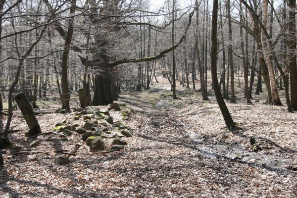 Mstišov, 7.4.2010
Mstišovská obora.
Klíčová slova: Krušné hory Mstišov Mstišovská obora