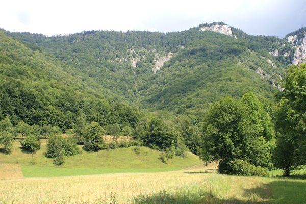 Muráň, 13.7.2007
Muránska planina. Pohled ze Suchého dolu na rezervaci Poludnica. Lesostepní formace jsou biotopem kovaříka Cardiophorus atramentarius.
Schlüsselwörter: Muránska planina Muráň Suchý dol Poludnica Cardiophorus atramentarius