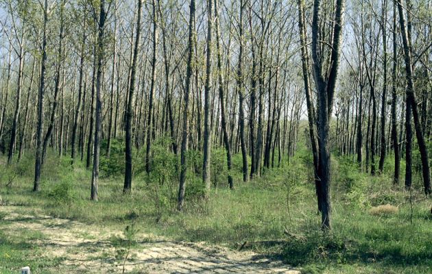 Mužla, 27.4.2001
Topolová monokultura a hájovny Kendeleš. Biotop kovaříka Cidnopus rusenae.
Schlüsselwörter: Mužla Kendeleš Cidnopus rusenae