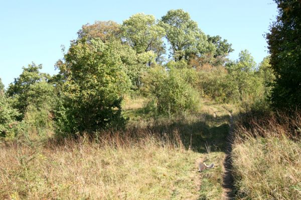 Nový Hradec Králové, 23.9.2009
Step na západním svahu kopce sv. Jana nám letos nějak moc zarostla.
Schlüsselwörter: Nový Hradec Králové Kopec sv. Jana Zámeček Agriotes gallicus