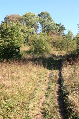 Nový Hradec Králové, 23.9.2009
Step na západním svahu kopce sv. Jana nám letos nějak moc zarostla. 
Keywords: Nový Hradec Králové Kopec sv. Jana Zámeček Agriotes gallicus