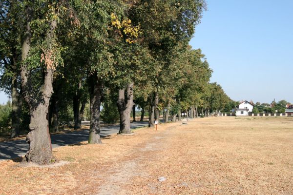 Nový Hradec Králové, 23.9.2009
Lipová alej u hvězdárny.
Schlüsselwörter: Nový Hradec Králové Kopec sv. Jana