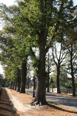 Nový Hradec Králové, 23.9.2009
Lipová alej u hvězdárny.
Keywords: Nový Hradec Králové Kopec sv. Jana