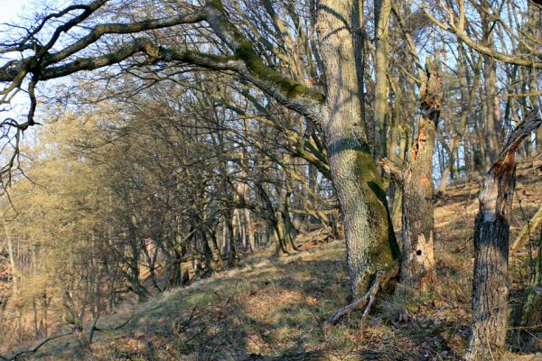 Podmolí - kaňon Dyje, 28.3.2007
Les na jižním svahu nad údolím Žlebského potoka. 
Mots-clés: Podmolí Podyjí Žlebský potok