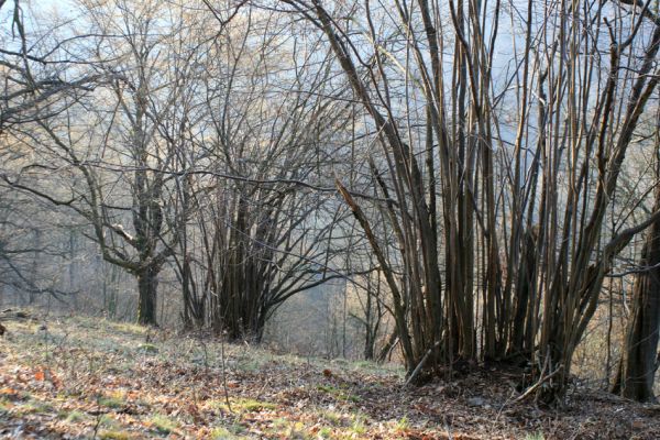 Podmolí - kaňon Dyje, 28.3.2007
Lískové keře na jižním svahu nad údolím Žlebského potoka. 
Klíčová slova: Podmolí Podyjí Žlebský potok