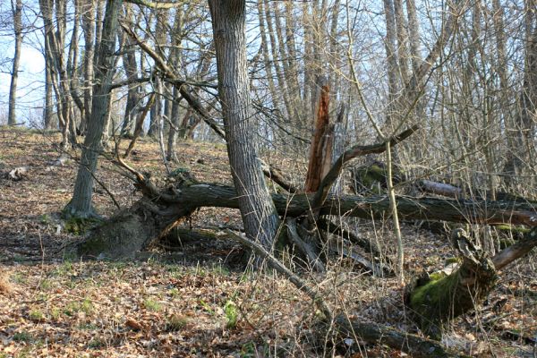 Podmolí - kaňon Dyje, 28.3.2007
Les na jižním svahu nad údolím Žlebského potoka. Pahýl trouchnivého dubu osídlený roháčky Aesalus sacarabaeoides.
Schlüsselwörter: Podmolí Podyjí Žlebský potok Aesalus scarabaeoides