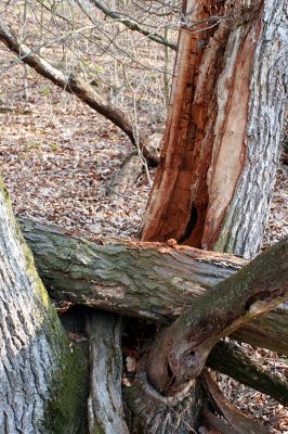 Podmolí - kaňon Dyje, 28.3.2007
Les na jižním svahu nad údolím Žlebského potoka. Pahýl trouchnivého dubu osídlený roháčky Aesalus sacarabaeoides.
Schlüsselwörter: Podmolí Podyjí Žlebský potok Aesalus scarabaeoides