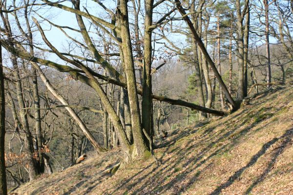 Podmolí - kaňon Dyje, 28.3.2007
Les na jižním svahu nad údolím Žlebského potoka.
Schlüsselwörter: Podmolí Podyjí Žlebský potok