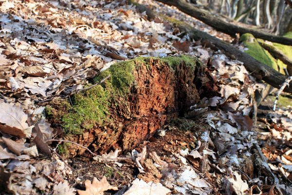 Podmolí - kaňon Dyje, 28.3.2007
Trouchnivějící dřevo v lese na jižním svahu nad údolím Žlebského potoka. 
Schlüsselwörter: Podmolí Podyjí Žlebský potok