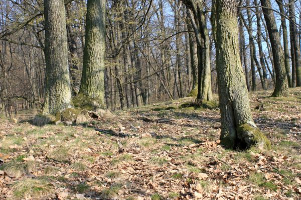 Podmolí - kaňon Dyje, 28.3.2007
Les na jižním svahu nad údolím Žlebského potoka. 
Klíčová slova: Podmolí Podyjí Žlebský potok Ischnodes sanguinicollis Cardiophorus gramineus