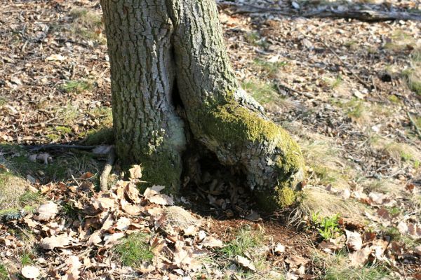 Podmolí - kaňon Dyje, 28.3.2007
Dutina dubu v lese na jižním svahu nad údolím Žlebského potoka.
Mots-clés: Podmolí Podyjí Žlebský potok Ischnodes sanguinicollis Cardiophorus gramineus