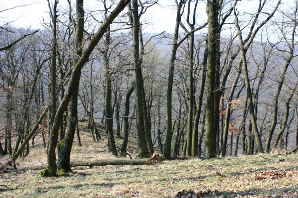 Podmolí - kaňon Dyje, 28.3.2007
Les na hřbetu mezi Žlebským potokem a Dyjí. 
Mots-clés: Podmolí Podyjí