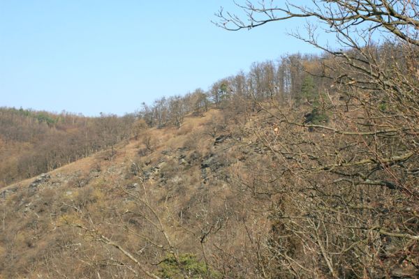 Podmolí - kaňon Dyje, 28.3.2007
Vlčice - unikátní lesostep na jižním svahu nad kaňonem Dyje (Loc: 48°50'24.961"N, 15°55'10.692"E).
Keywords: Podmolí Podyjí Vlčice Ischnodes sanguinicollis Dicronychus rubripes Cardiophorus erichsoni nigerrimus