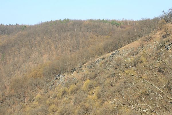 Podmolí - kaňon Dyje, 28.3.2007
Vlčice - unikátní lesostep na jižním svahu nad kaňonem Dyje (Loc: 48°50'24.961"N, 15°55'10.692"E).
Mots-clés: Podmolí Podyjí Vlčice Ischnodes sanguinicollis Dicronychus rubripes Cardiophorus erichsoni nigerrimus