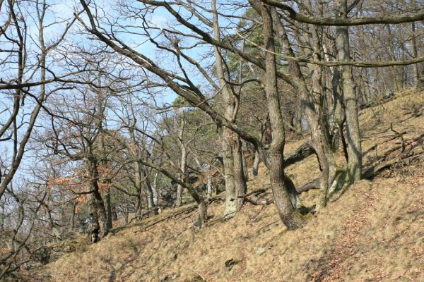 Podmolí - kaňon Dyje, 28.3.2007
Vlčice - les na jižním svahu nad kaňonem Dyje.
Keywords: Podmolí Podyjí Vlčice