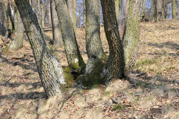 Podmolí - kaňon Dyje, 28.3.2007
Vlčice - les na jižním svahu nad kaňonem Dyje.
Klíčová slova: Podmolí Podyjí Vlčice