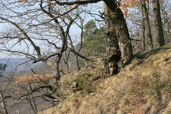 Podmolí - kaňon Dyje, 28.3.2007
Vlčice - les na jižním svahu nad kaňonem Dyje. Dutý dub osídlený kovaříkem Ischnodes sanguinicollis.
Mots-clés: Podmolí Podyjí Vlčice Ischnodes sanguinicollis