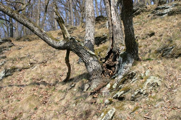 Podmolí - kaňon Dyje, 28.3.2007
Vlčice - les na jižním svahu nad kaňonem Dyje. Dutý dub osídlený kovaříkem Ischnodes sanguinicollis.
Mots-clés: Podmolí Podyjí Vlčice Ischnodes sanguinicollis