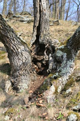 Podmolí - kaňon Dyje, 28.3.2007
Vlčice - les na jižním svahu nad kaňonem Dyje. Dutý výmladkový dub osídlený kovaříkem Ischnodes sanguinicollis.
Schlüsselwörter: Podmolí Podyjí Vlčice Ischnodes sanguinicollis