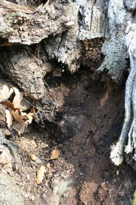 Podmolí - kaňon Dyje, 28.3.2007
Vlčice - les na jižním svahu nad kaňonem Dyje. Dosti vyschlá dutina dubu osídlená kovaříkem Ischnodes sanguinicollis.
Schlüsselwörter: Podmolí Podyjí Vlčice Ischnodes sanguinicollis