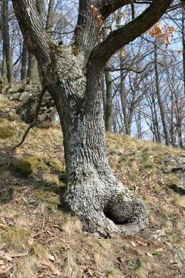 Podmolí - kaňon Dyje, 28.3.2007
Vlčice - les na jižním svahu nad kaňonem Dyje. Dutý dub osídlený kovaříkem Ischnodes sanguinicollis.
Schlüsselwörter: Podmolí Podyjí Vlčice Ischnodes sanguinicollis