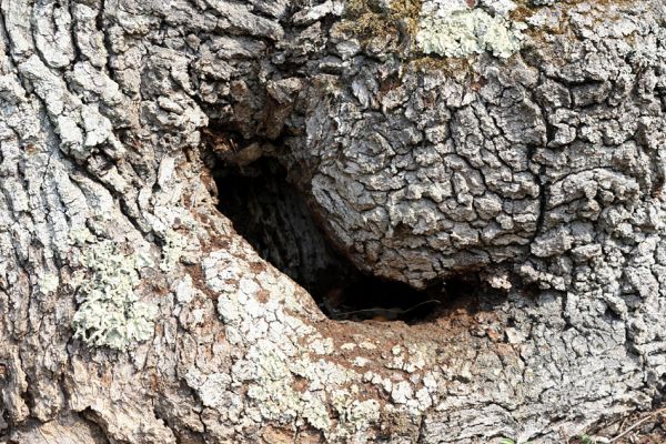 Podmolí - kaňon Dyje, 28.3.2007
Vlčice - dutina dubu na jižním svahu nad kaňonem Dyje osídlená kovaříkem Ischnodes sanguinicollis.
Klíčová slova: Podmolí Podyjí Vlčice Ischnodes sanguinicollis