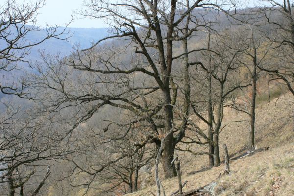 Podmolí - kaňon Dyje, 28.3.2007
Vlčice - lesostep na jižním svahu nad kaňonem Dyje (Loc: 48°50'25.06"N, 15°55'10.449"E).
Mots-clés: Podmolí Podyjí Vlčice Ischnodes sanguinicollis Dicronychus rubripes Cardiophorus erichsoni nigerrimus