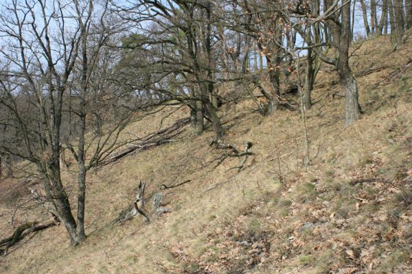 Podmolí - kaňon Dyje, 28.3.2007
Vlčice - lesostep na jižním svahu nad kaňonem Dyje (Loc: 48°50'25.06"N, 15°55'10.449"E).
Keywords: Podmolí Podyjí Vlčice Ischnodes sanguinicollis Dicronychus rubripes Cardiophorus erichsoni nigerrimus