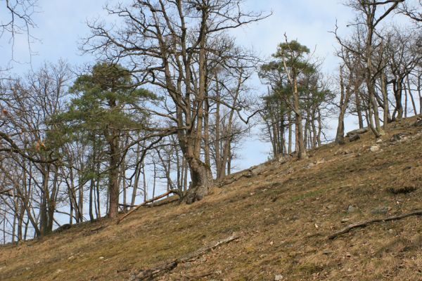 Podmolí - kaňon Dyje, 28.3.2007
Vlčice - lesostep na jižním svahu nad kaňonem Dyje (Loc: 48°50'25.06"N, 15°55'10.449"E).
Keywords: Podmolí Podyjí Vlčice Ischnodes sanguinicollis Dicronychus rubripes Cardiophorus erichsoni nigerrimus