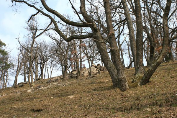 Podmolí - kaňon Dyje, 28.3.2007
Vlčice - lesostep na jižním svahu nad kaňonem Dyje (Loc: 48°50'25.06"N, 15°55'10.449"E).
Mots-clés: Podmolí Podyjí Vlčice Ischnodes sanguinicollis Dicronychus rubripes Cardiophorus erichsoni nigerrimus