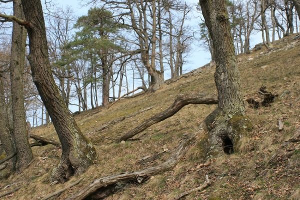 Podmolí - kaňon Dyje, 28.3.2007
Vlčice - lesostep na jižním svahu nad kaňonem Dyje (Loc: 48°50'25.06"N, 15°55'10.449"E). 
Klíčová slova: Podmolí Podyjí Vlčice Ischnodes sanguinicollis Cardiophorus erichsoni nigerrimus