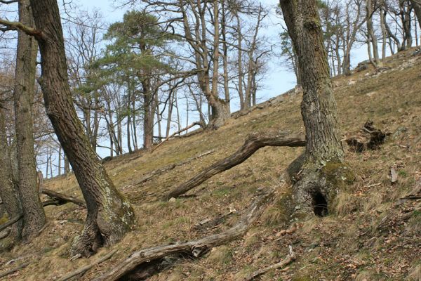 Podmolí - kaňon Dyje, 28.3.2007
Vlčice - lesostep na jižním svahu nad kaňonem Dyje (Loc: 48°50'25.06"N, 15°55'10.449"E). 
Schlüsselwörter: Podmolí Podyjí Vlčice Ischnodes sanguinicollis Cardiophorus erichsoni nigerrimus