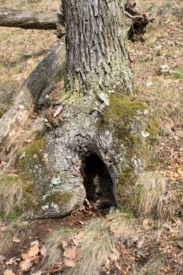 Podmolí - kaňon Dyje, 28.3.2007
Vlčice - dutý dub na lesostepi na jižním svahu nad kaňonem Dyje (Loc: 48°50'25.06"N, 15°55'10.449"E). 
Keywords: Podmolí Podyjí Liščí skála Ischnodes sanguinicollis