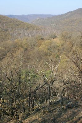 Podmolí - kaňon Dyje, 2.4.2007
Pohled z Kozího hřbetu na Nový Hrádek.
Klíčová slova: Podmolí Podyjí Kozí hřbet NovýHrádek