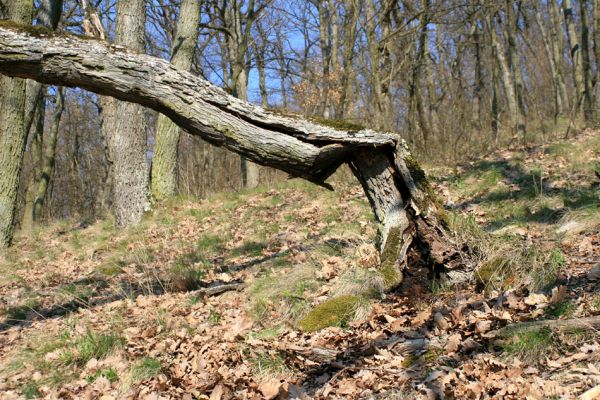 Podmolí - kaňon Dyje, 2.4.2007
Kozího hřbet - Čercha. Otevřená dutina u paty zlomeného kmene dubu osídlená kovaříkem Limoniscus violaceus.
Klíčová slova: Podmolí Podyjí Kozí hřbet Čercha Limoniscus violaceus