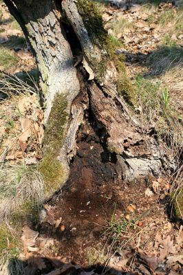 Podmolí - kaňon Dyje, 2.4.2007
Kozího hřbet - Čercha. Otevřená dutina dubu osídlená kovaříkem Limoniscus violaceus.
Klíčová slova: Podmolí Podyjí Kozí hřbet Čercha Limoniscus violaceus